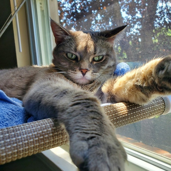 Meet your Posher, Nicole - Picture 1 of 1